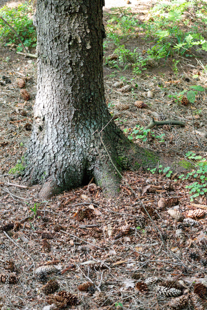A tree trunk in the ground looks like a bird's paw
A tree trunk in the ground looks like a bird's paw
