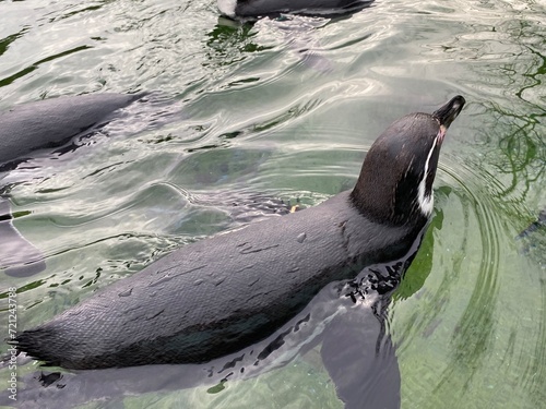 Pinguin,  zoo, pinguine, zoologischer garten, tierpark, aquarium, atlantik, südpol, pinguine, penguines, penguin photo