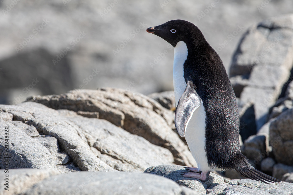 Fototapeta premium Adelie penguin as detail shot on a rock looking at the left direction with open wings in Antarctica