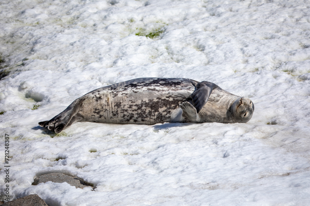 Obraz premium Close up Crabeater seal sleeping on top of a snow and ice floe in Antarctica 