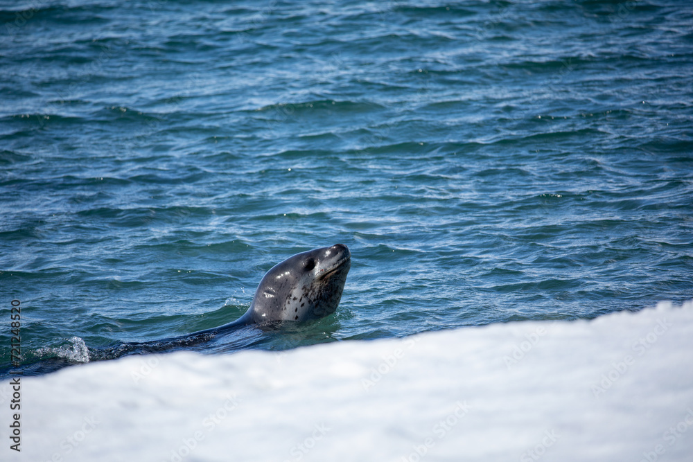 Close up Leopard seal swimming in the water next to an ice floe in Antarctica 