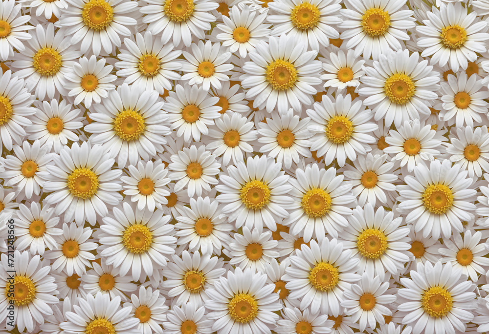 White and yellow daisies background. Floral background, backdrop, wallpaper.