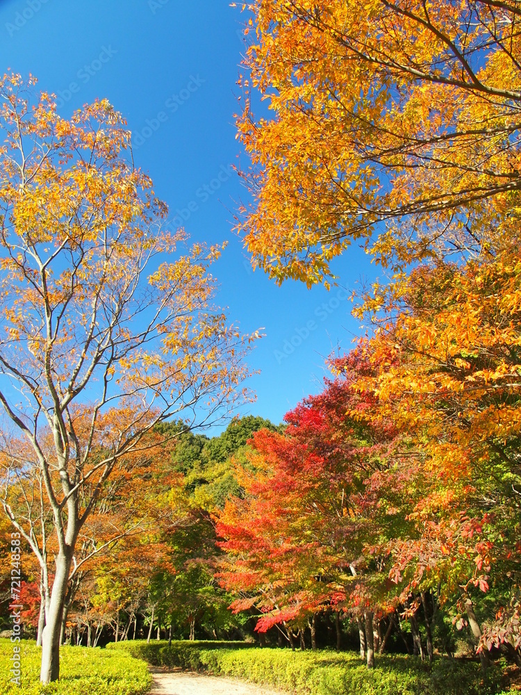 秋の黄葉の木々のある公園風景　21世紀の森と広場