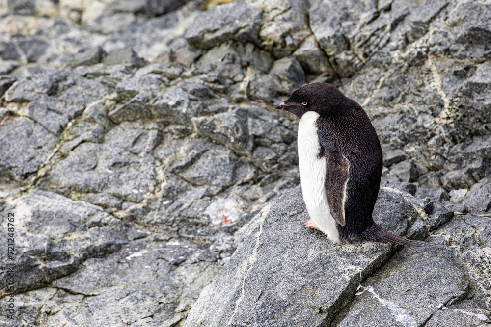 Fototapeta premium Adélie Penguin (Adelie) standing on rock on the Antarctic Peninsula looking into the distance
