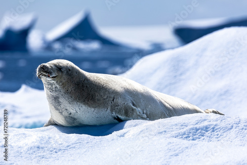 Close up Crabeater seal on top of a snow and ice floe in Antarctica 