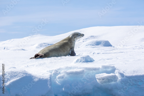 Close up Crabeater seal on top of a snow and ice floe in Antarctica 