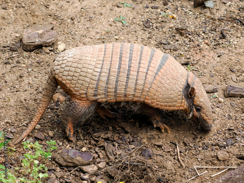 Six-banded armadillo (Euphractus sexcinctus) walking on a ground and seen from profile photo