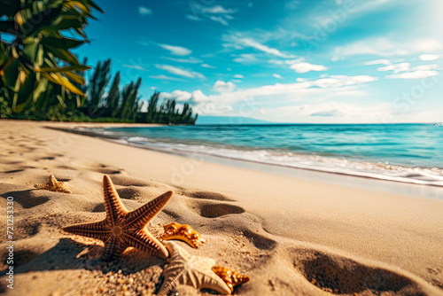 Majestic Starfish: A Lone Wonder Embracing the Sandy Beach, Gazing at the Endless Ocean