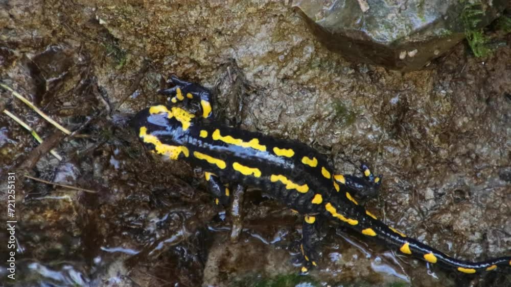 Fire salamander crawling on mud, slipping and falling down Fire salamander crawling on mud, slipping and falling down