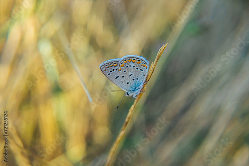 Lepidoptera.Butterfly