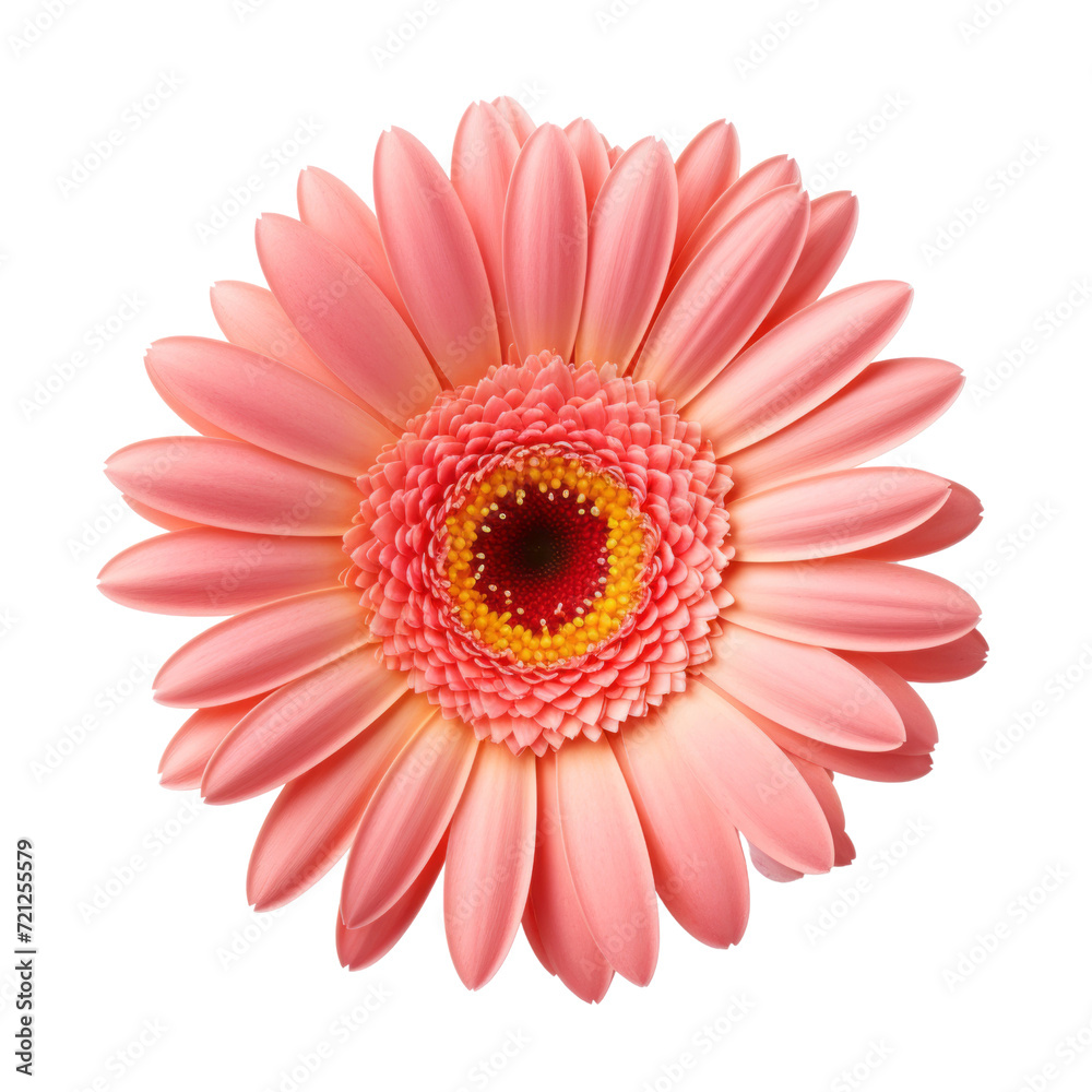 flower - Gerbera Daisy: Cheerfulness and happiness