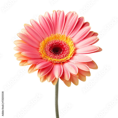 flower - Gerbera Daisy in peach-pink color signifies cheerfulness and happiness