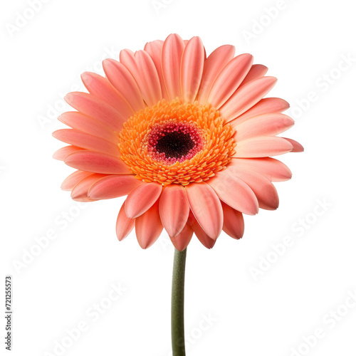 flower - One Gerbera Daisy in peach-pink color signifies cheerfulness and happiness