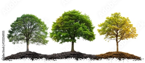 Trees are living organisms that undergo metabolic functions like respiration, photosynthesis, and cellular growth, and have a life cycle beginning with germination and ending with
