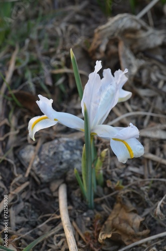 Spring blooming Iris reticulata 'White Caucasus'