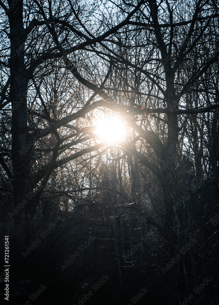 Soleil vu à travers une forêt en hiver