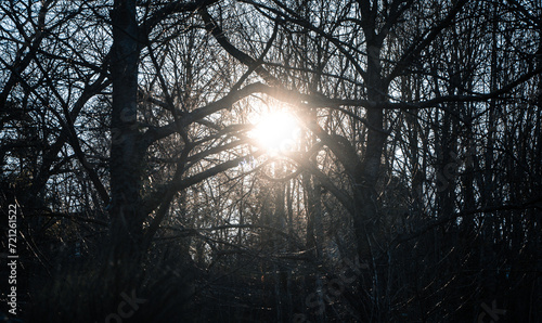Obraz na płótnie Soleil vu à travers une forêt en hiver w salonie