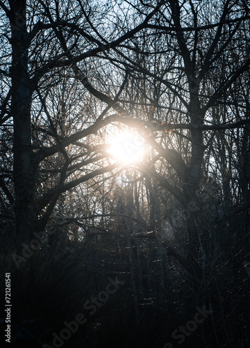Soleil vu à travers une forêt en hiver