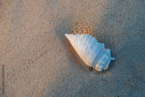 Schnecke im Sand zum Sonnenuntergang photo