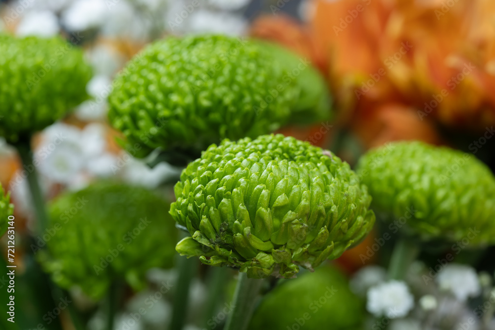 Green small chrysanthemum ball close up Green small chrysanthemum ball close up