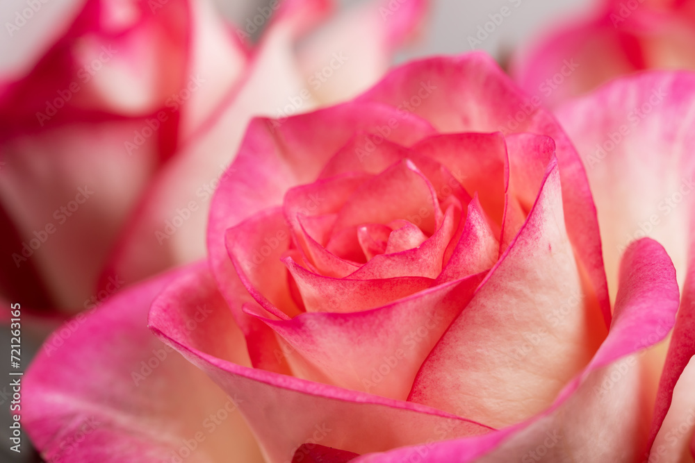 Obraz premium Pink roses in soft color, Made with blur style for background