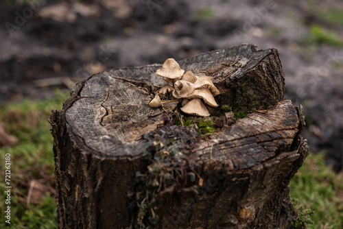 Small mushroom growing on top of mossy tree stump