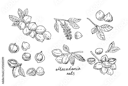 Macadamia branch nuts big set of Hand drawn sketch illustration. Vector illustration can used for food menu background, wrapping, scrapping, cosmetic background. 
