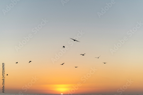 Flock of pelicans flying at dawn over the sea, Pacific Coast, Mexico