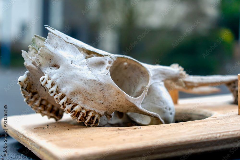 Skull of young deer with its teeth and antlers Skull of young deer with its teeth and antlers