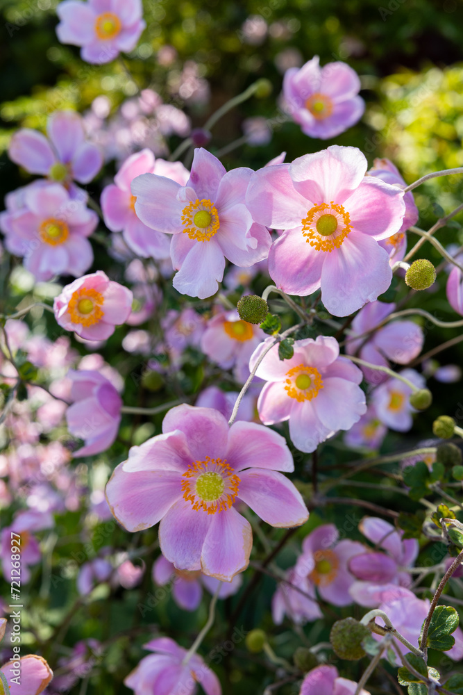Beautiful anemone hupehensis blossom in garden. Beautiful anemone hupehensis blossom in garden.