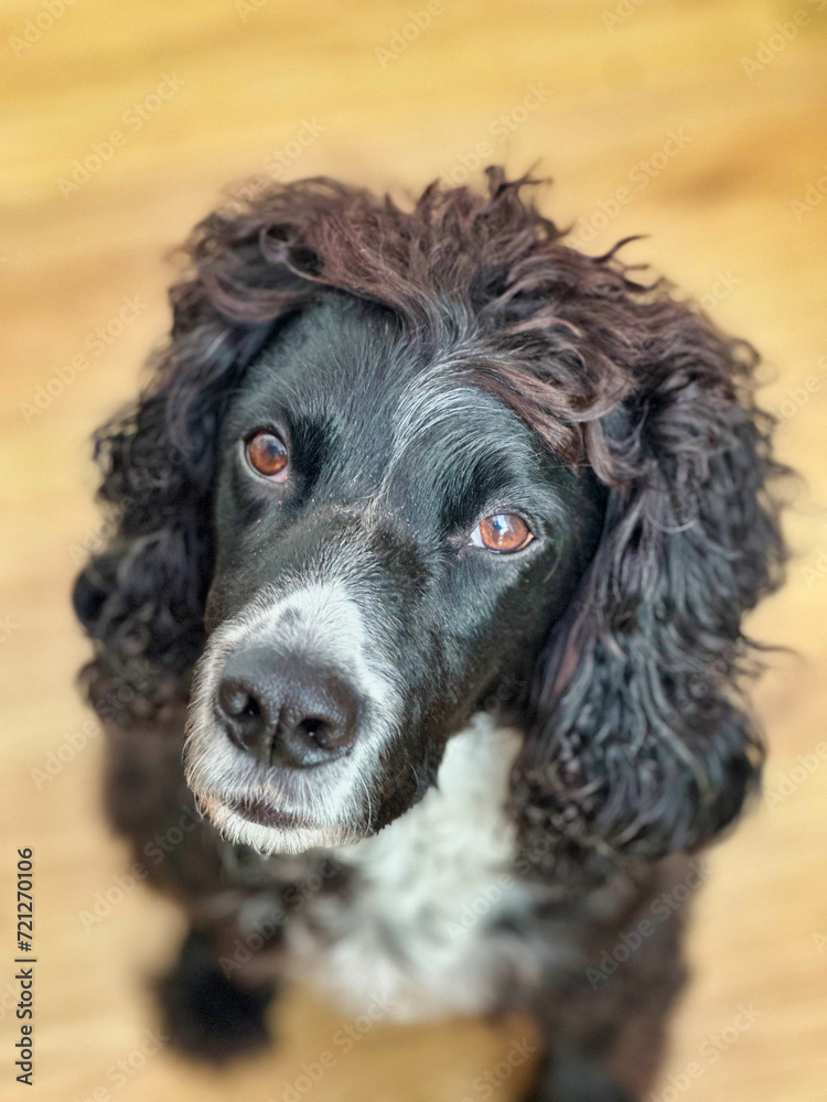 Black English Cocker Spaniel dog Black English Cocker Spaniel dog