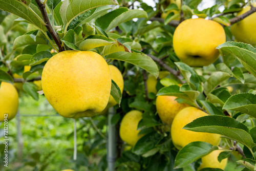 Gunma Meigetsu, a delicious apple variety in the orchard. photo