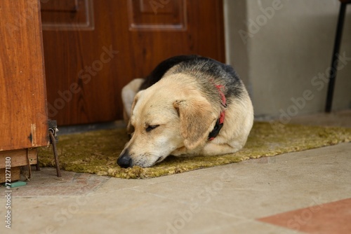 The domestic dog is lying and waiting for his master in front of the door