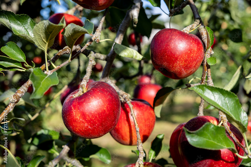 Obraz premium Akibae of delicious apple varieties in the orchard.