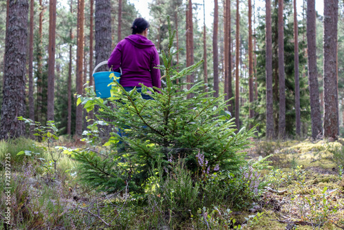 A forest with a mushroom picker and a small spruce