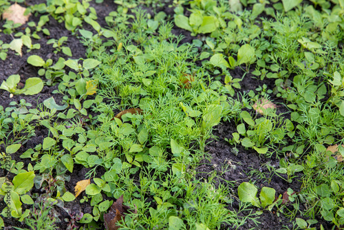 Green leaves of dill radishes and weeds stick out of the ground in the garden.