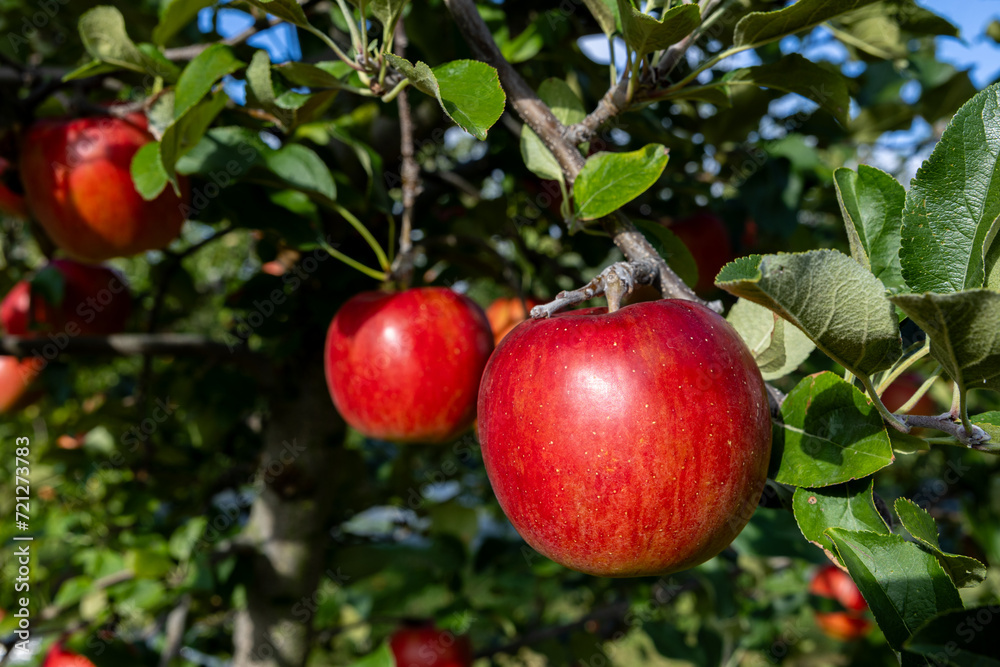 Delicious apple variety Shinano Sweet from the orchard.