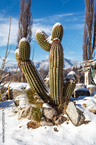 Snow covered cactus against a blue sky in Tafi del Valle, Tucuman, Argentina photo