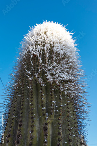 Snow covered cactus against a blue sky in Tafi del Valle, Tucuman, Argentina photo