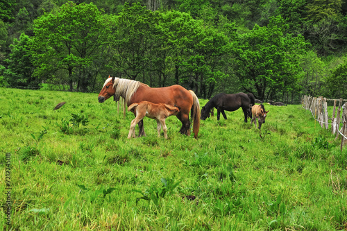 Mare and Foal Grazing in Lush Green Pasture
