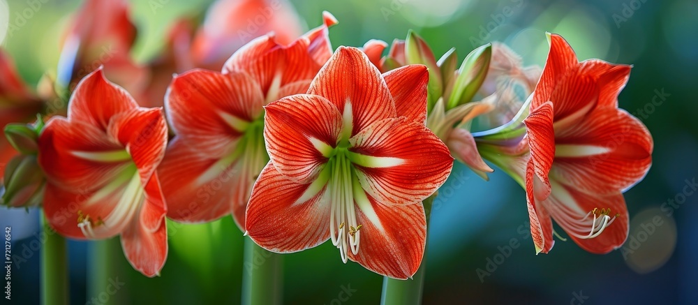 Breathtaking Amaryllis Blooming in the Enchanting Garden: Amaryllis, Blooming, Garden All Come Alive