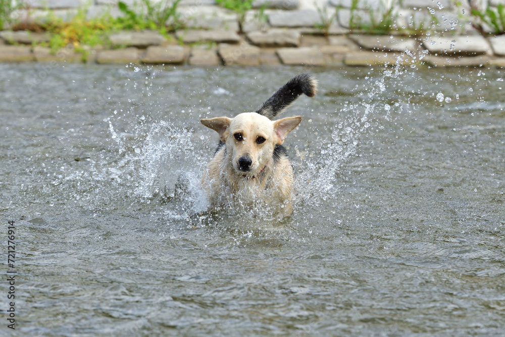 Domestic dog runs across the river in summer