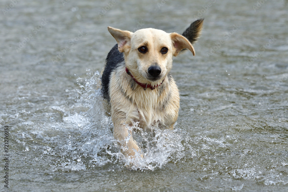 A domestic dog jumps in the water and cools off in the hot summer