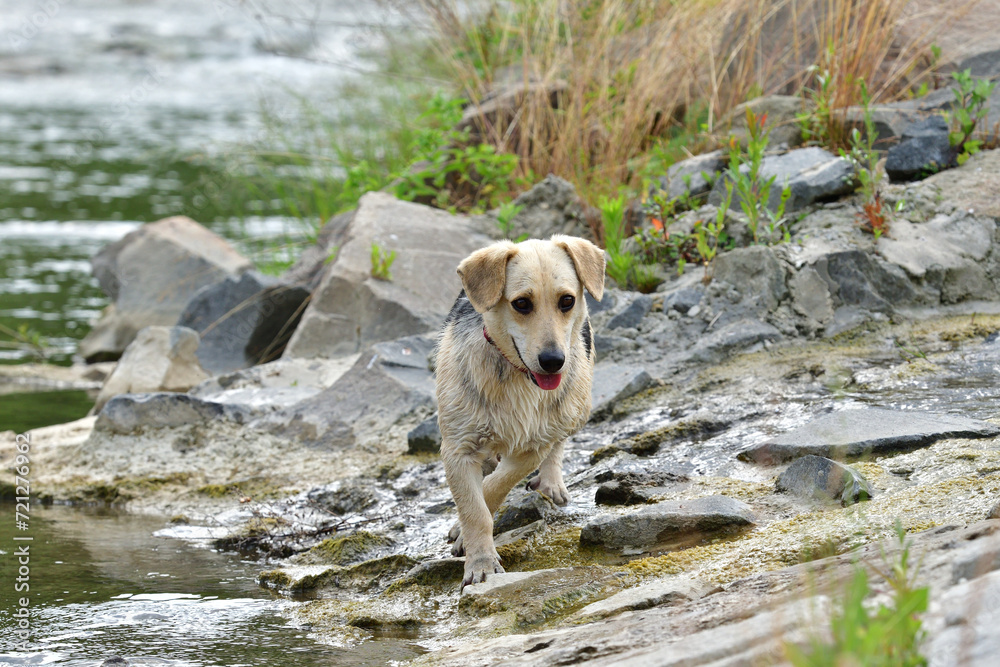 A white dog with a red collar cools off in the water during the summer heat