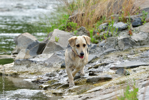 Obraz na płótnie A white dog with a red collar cools off in the water during the summer heat w salonie