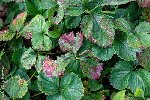 reddened strawberry leaves in autumn.