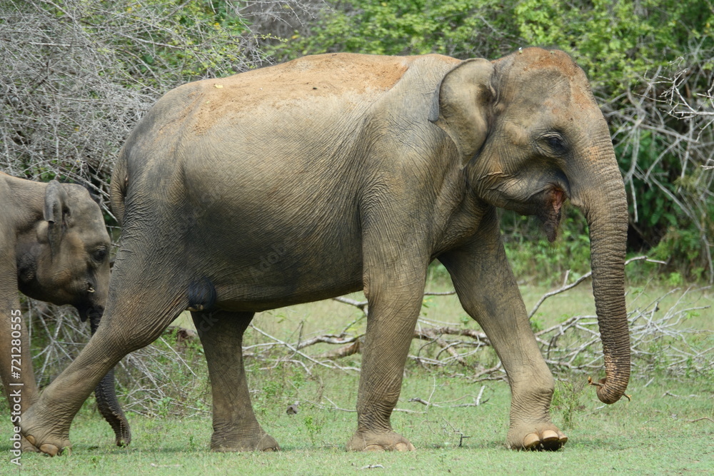 Fototapeta premium Wild elephants in Yala Natonal Park