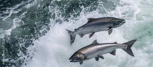 Two silver salmon jump from the waters of Resurrection Bay in Seward, Alaska. photo