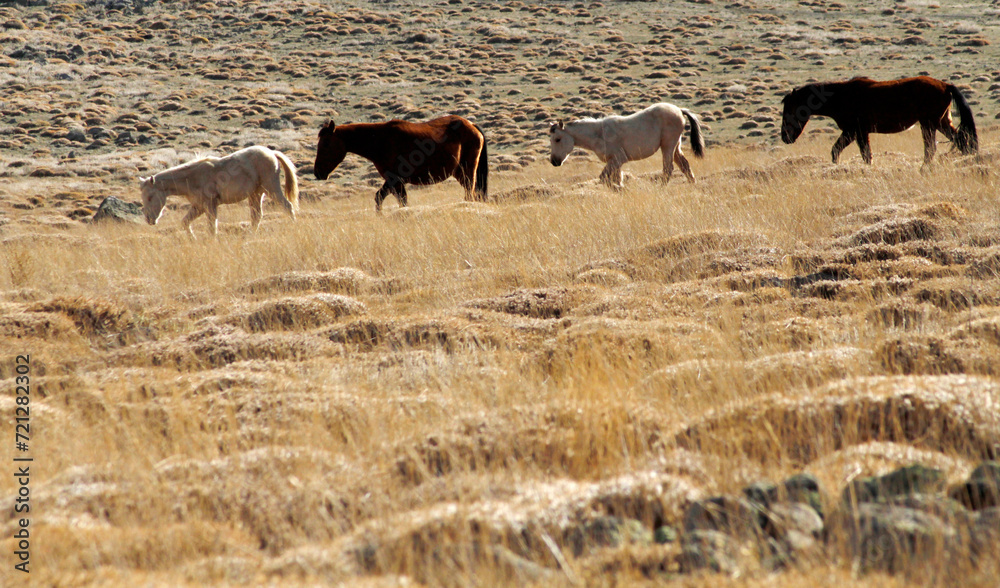 wild horses in the steppes