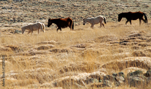 Fototapeta Naklejka Na Ścianę i Meble -  wild horses in the steppes